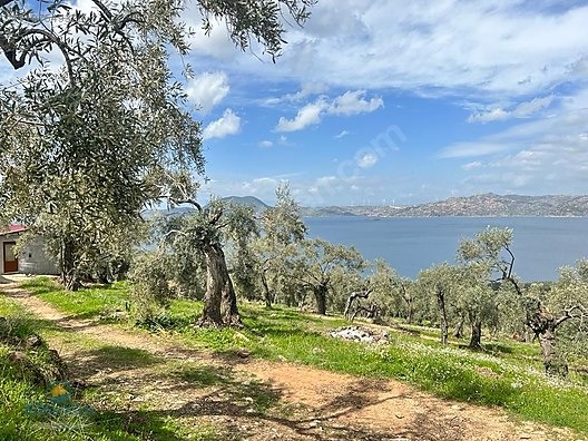 PİNARCİKTA FULL BAFA GOLU MANZARALİ YOLU VAR ZEYTİNLİK - MUĞLA MİLAS fotoğraf 6