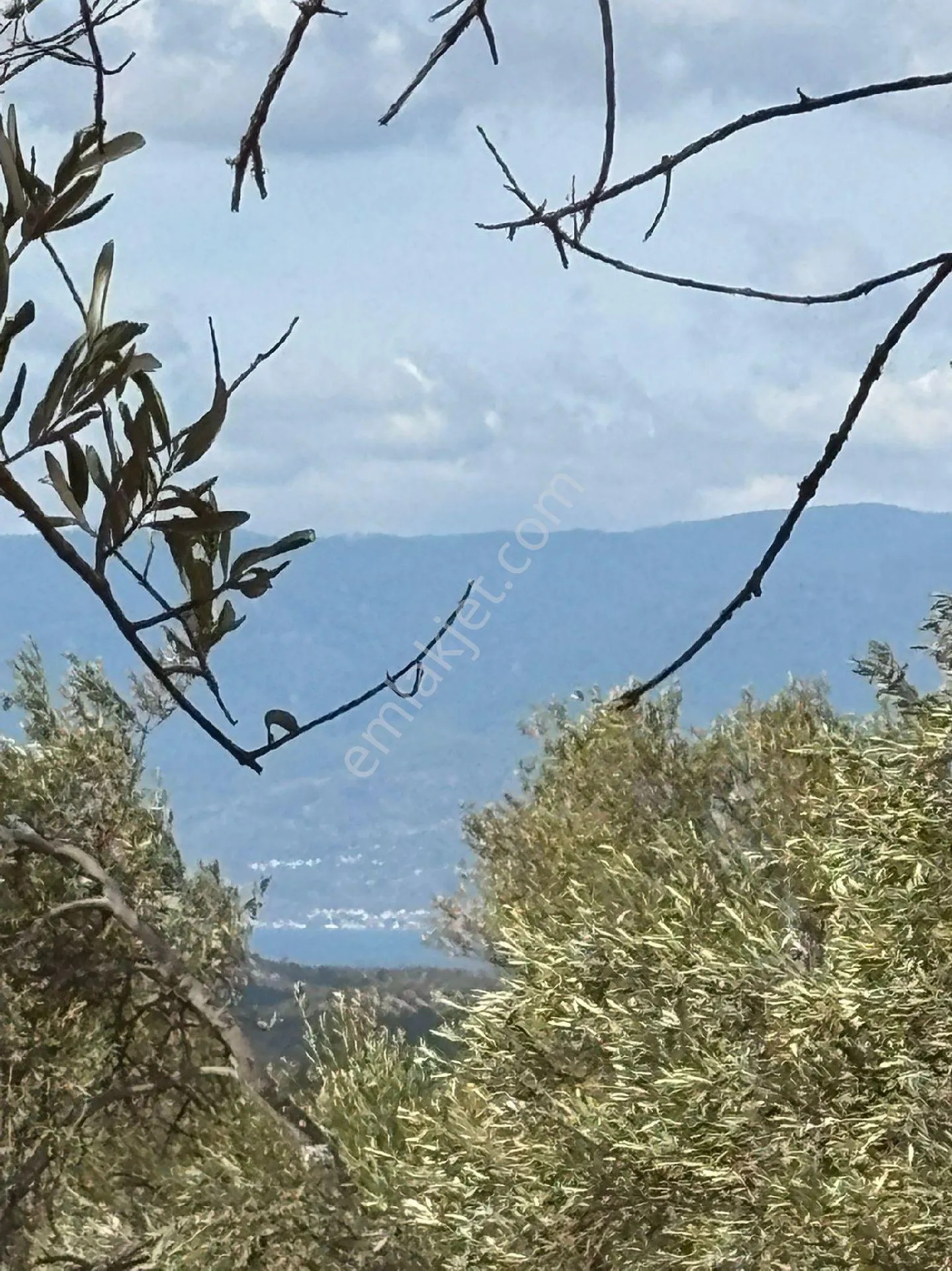 Balıkesir Burhaniye Bahadırlı'da Satılık Zeytinlik - BALIKESİR BURHANİYE fotoğraf 22