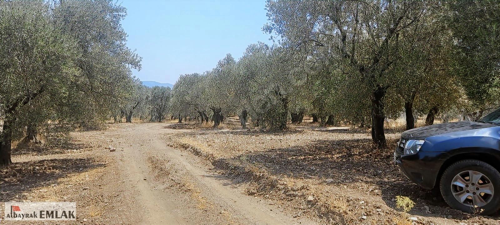 MANİSA SARUHANLI DA SATILIK 3.800 M2 BAKIMLI ZEYTİNLİK 1.280.000 - MANİSA SARUHANLI fotoğraf 18