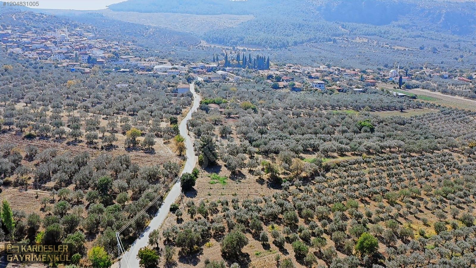 AKHİSAR YENİCEKÖYDE KARIŞIK ZEYTİN MEYVE BAHÇESİ SU ELEKTRİKLİ - MANİSA AKHİSAR fotoğraf 23