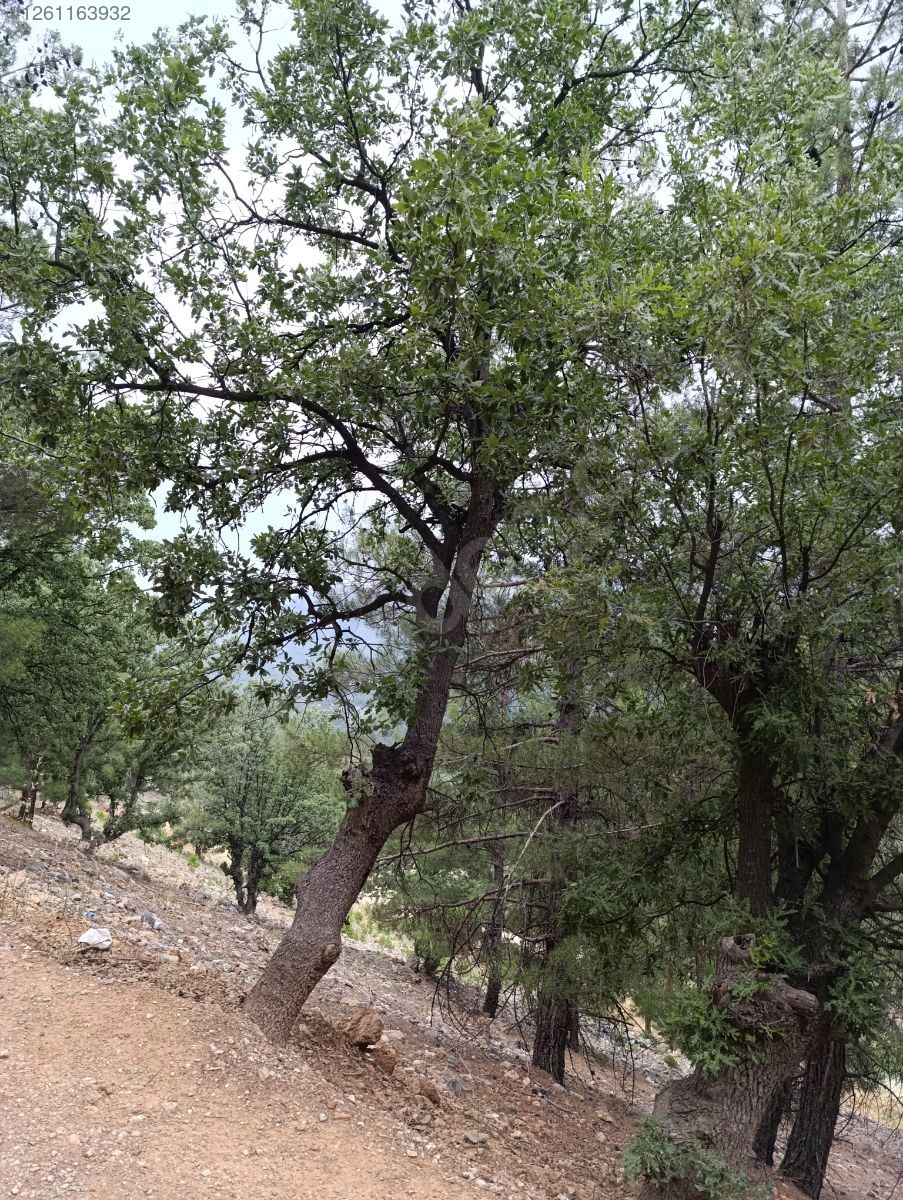 ACİİLLL SATILIKKK SAHİBİNDEN 550M²  İMARLI ARSA - ADANA POZANTI fotoğraf 12