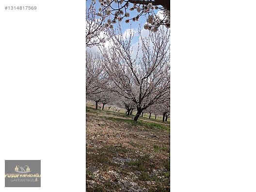 YUSUF KARADAĞLI'DAN KULUNCAK TOHMA KENAR 31 DÖNÜM SATILIK BAHÇE - MALATYA KULUNCAK fotoğraf 3