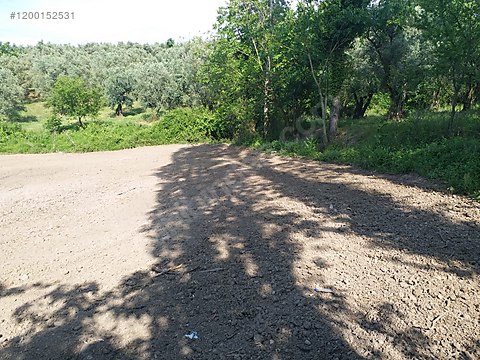 BURSA İZNİK MÜŞKÜLE  KÖYÜNDE 1.209 M² ZEYTİNLİK SATILIKTIR - BURSA İZNİK fotoğraf 3