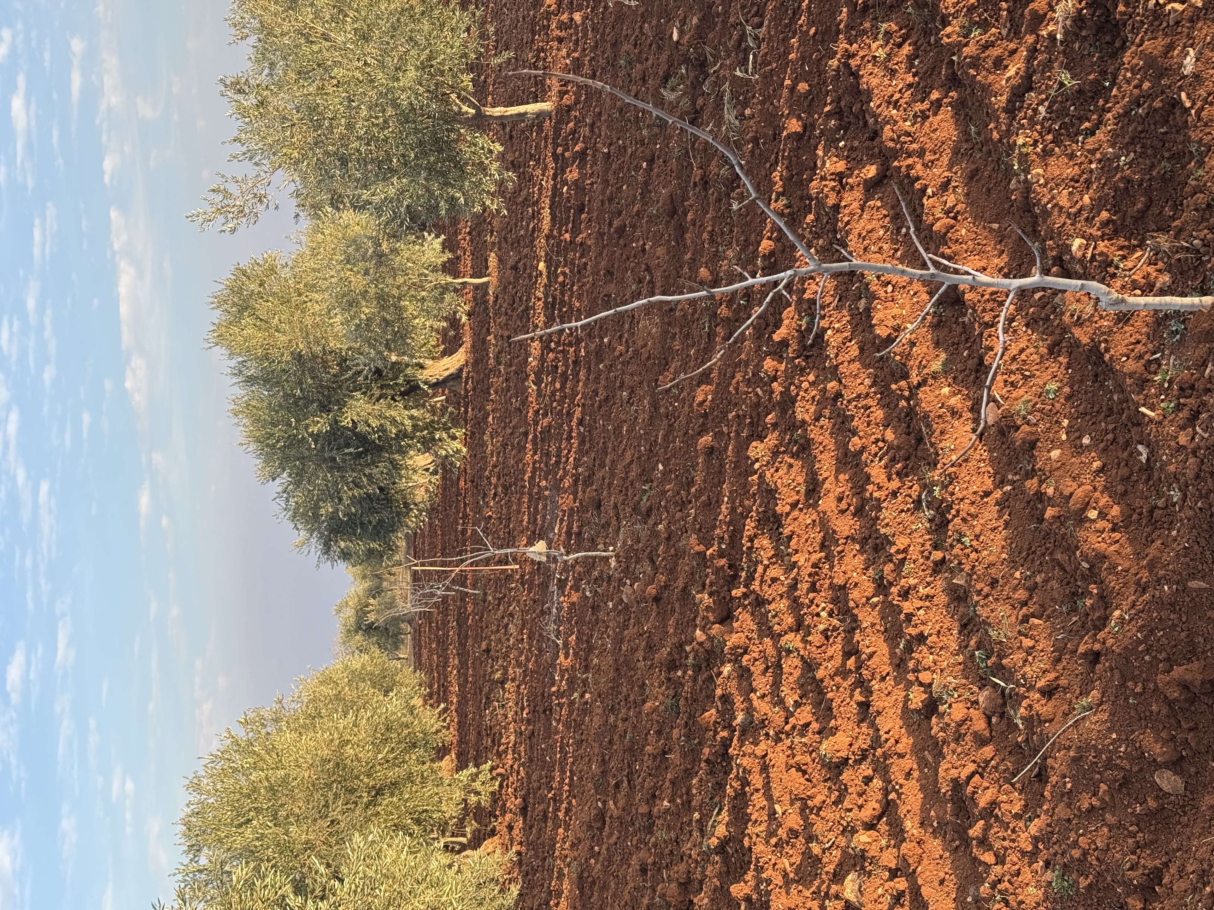 SATILIK ZEYTİNLİK  - KİLİS MERKEZ fotoğraf 14