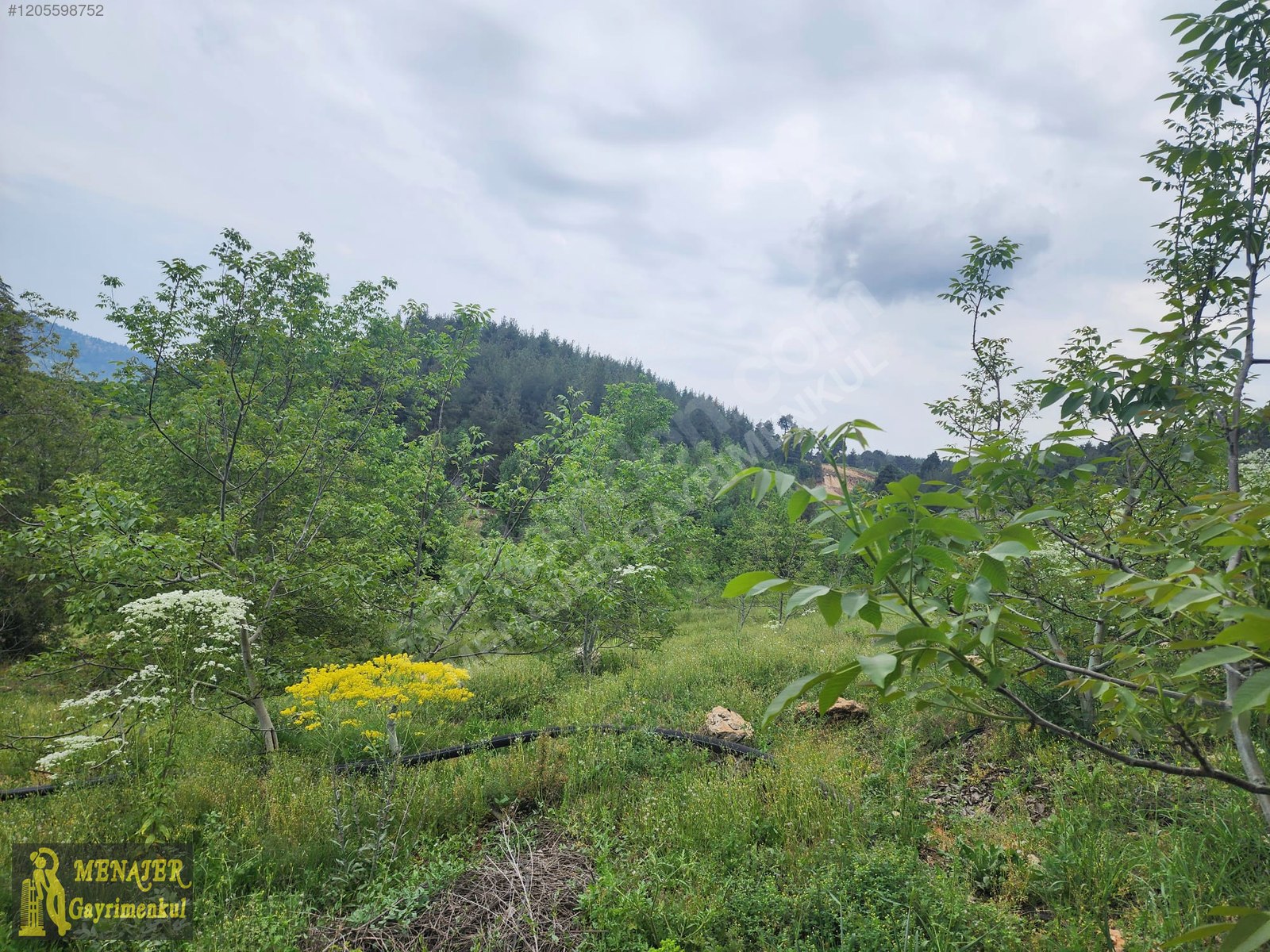 EVCİLİ KÖYÜ 10500 M2 EV VE CEVİZ BAHÇESİ - MERSİN TOROSLAR fotoğraf 6