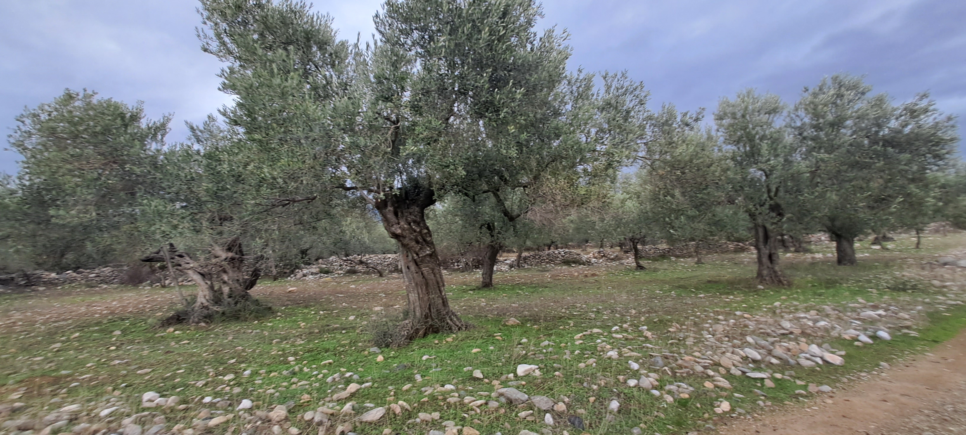 HAKANOĞLU GROUP'TAN EDREMİT ZEYTİNLİ MAH. SATILIK ZEYTİNLİK - BALIKESİR EDREMİT fotoğraf 17