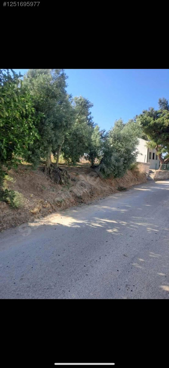 BURSA MUDANYA YAYLACIK KÖYÜNDE YAYLACIK 792 M² ZEYTİNLİK SATILIKTIR. - BURSA MUDANYA fotoğraf 14