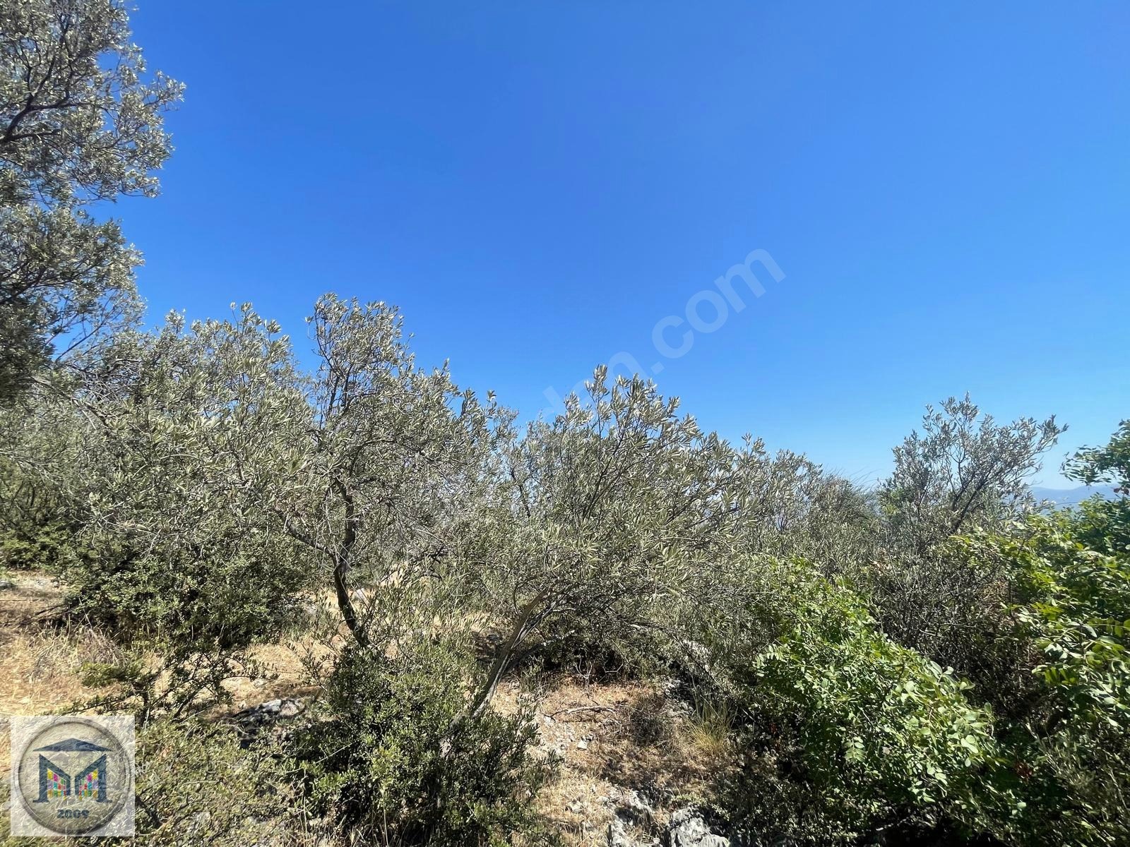 EDREMİT HEKİMZADE MAH İMARA YAKIN 3.500 M2 SATILIK ZEYTİNLİK - BALIKESİR EDREMİT fotoğraf 20