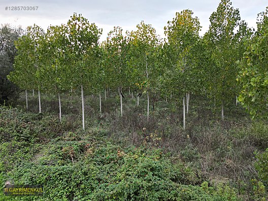 YATIRIM FIRSATI! ERENLER/ŞEYHKÖY MAH. 24.620 M² - SAKARYA ERENLER fotoğraf 22