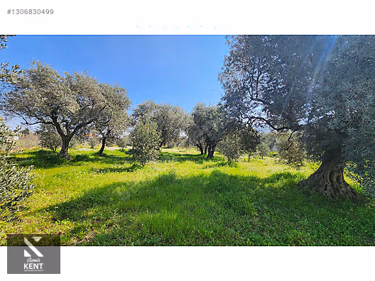 Kemalpaşa Ören Satılık Zeytinlik 1.230 m2 - İZMİR KEMALPAŞA fotoğraf 37