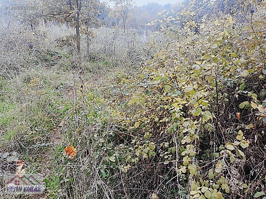 FATİH EMLAKTAN ŞAHİNYURDUNDA 956M2 SATILIK ZEYTİNLİK - BURSA GEMLİK fotoğraf 20