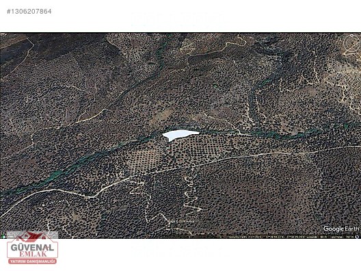 MİLAS BAFA'TA SATILIK ZEYTİNLİK - MUĞLA MİLAS fotoğraf 8