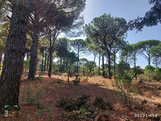 BERGAMA KOZAK KARAVELİLER MAH DE 2100 M2 FISTIKLIK - İZMİR BERGAMA fotoğraf 8