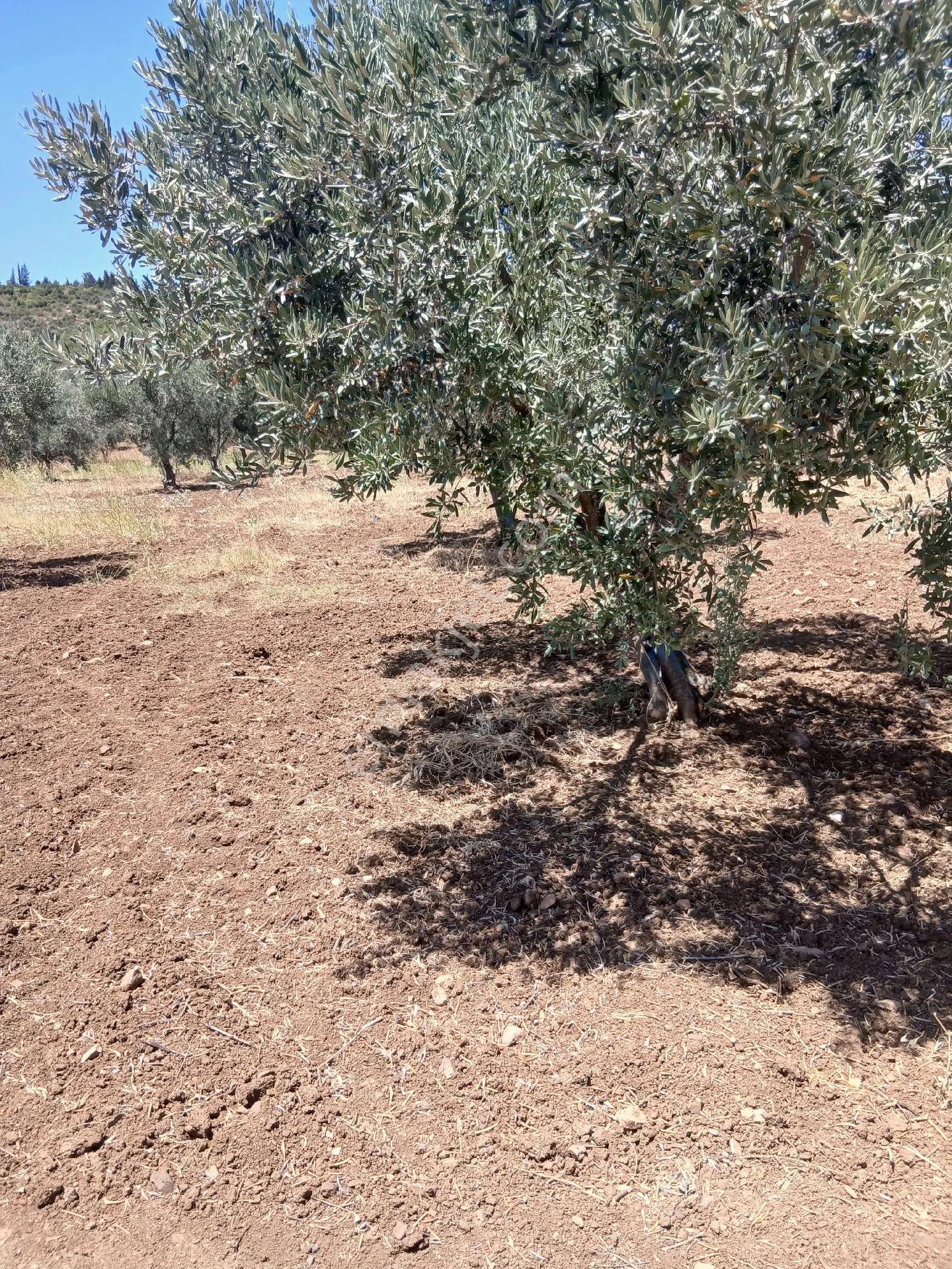 İzmir Torbalı Yazıbaşında 3.800m2 Zeytinlik Satılık - İZMİR TORBALI fotoğraf 3