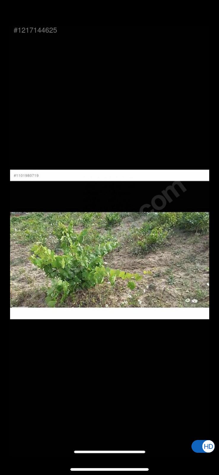Acil satılık üzüm bağı (pazarlık mevcuttur) - BİLECİK YENİPAZAR fotoğraf 4