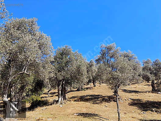 Bayındır Yusuflu Satılık 6050 m2 Zeytinlik Tek Tapu - İZMİR BAYINDIR fotoğraf 37