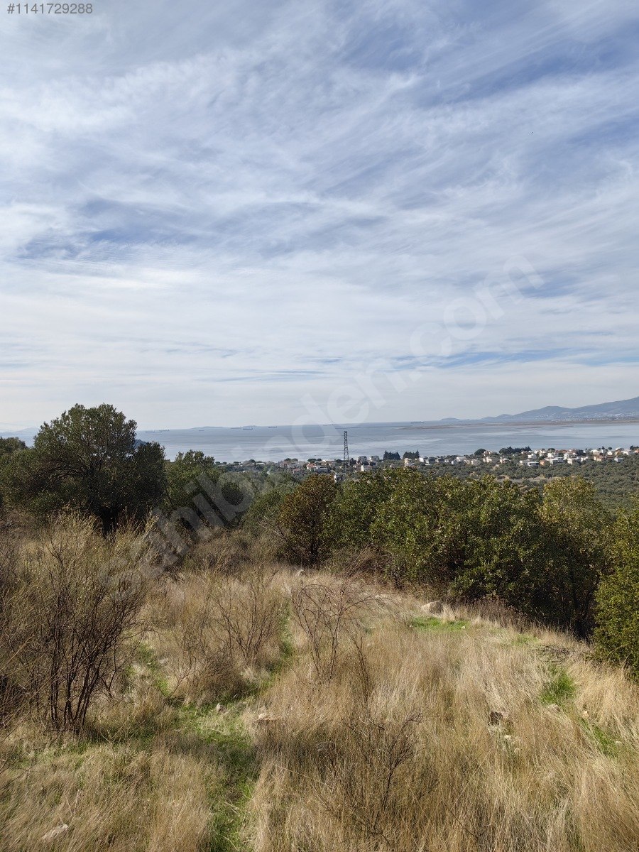 İZMİR ALİAĞA AŞAĞIŞAKRAN KÖYÜ’NDE 7.507 M² ZEYTİNLİK SATILIKTIR - İZMİR ALİAĞA fotoğraf 4