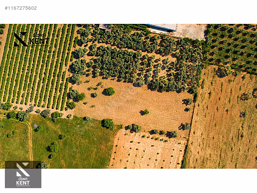 Kemalpaşa Armutlu Satılık 2300 m2 Bahçe Müstakil Parsel Tek Tapu - İZMİR KEMALPAŞA fotoğraf 15