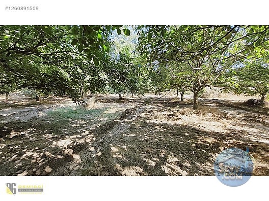 SATILIK CEVİZ BAHÇESİ RESMİ YOL SU VARDIR - BURSA İNEGÖL fotoğraf 8