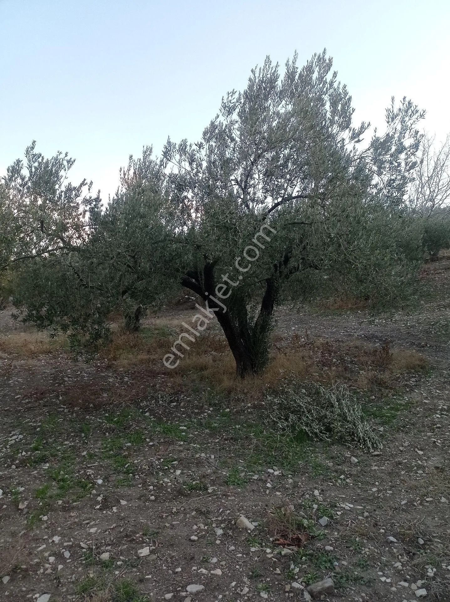 Yeliz'den Manisa Soma'da Merkeze Yakın Zeytinlik - MANİSA SOMA fotoğraf 3
