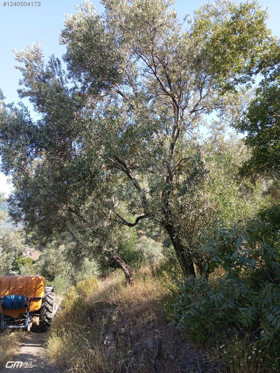 İZMİR BAYINDIR YEŞİLOVA  KÖYÜNDE 624  M² ZEYTİNLİK  SATILIKTIR - İZMİR BAYINDIR fotoğraf 12