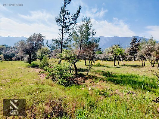 Kemalpaşa Dereköy'de Satılık 4850 m2 Bahçe - İZMİR KEMALPAŞA fotoğraf 36