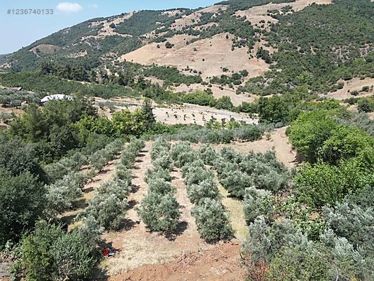 BURSA MUDANYA İPEKYAYLA KÖYÜNDE 2.144 M²  MEYVELİK SATILIKTIR - BURSA MUDANYA fotoğraf 6