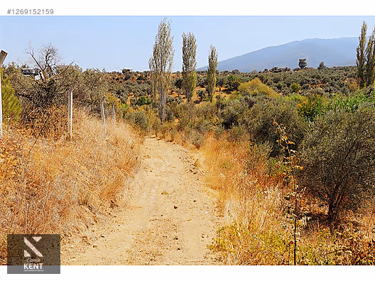 Kemalpaşa Aşağıkızılca Satılık 615 m2 Zeytinlik - İZMİR KEMALPAŞA fotoğraf 32