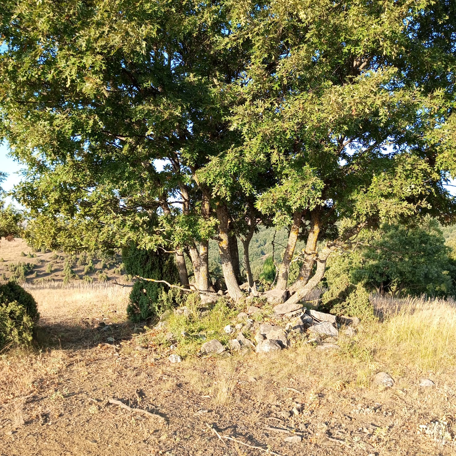 yatırımlık arazi SON FIYAT - BİLECİK SÖĞÜT fotoğraf 3