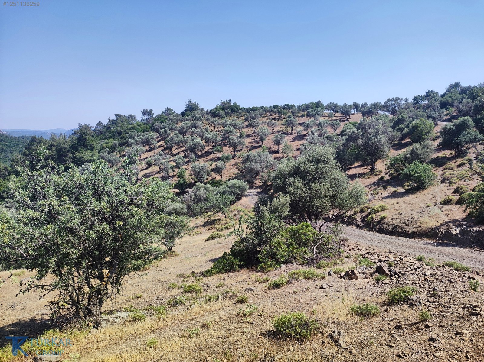 S.HİSAR BEYLER'DE İKİ TARAFTAN KADASTROL YOL CEPHELİ ZEYTİNLİK - İZMİR SEFERİHİSAR fotoğraf 4