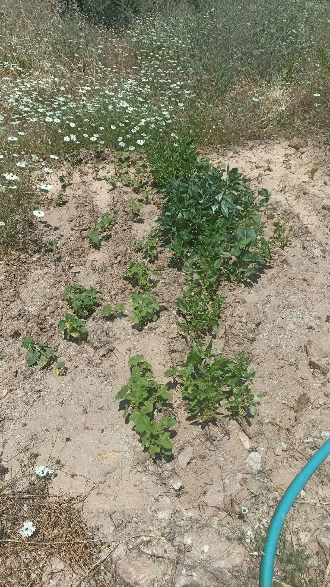 Antalya / Alanya / Türktaş Mahallesinde 459 m² SATILIK ARSA  - ANTALYA ALANYA fotoğraf 8