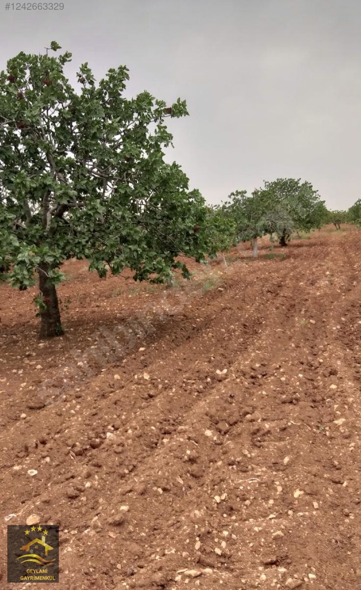 GEYLANİ EMLAKTAN FISTIKLIKDİPHİSAR50 DÖNÜM 40 VEYA 50 YAŞ ARASI - ŞANLIURFA HALİLİYE fotoğraf 2