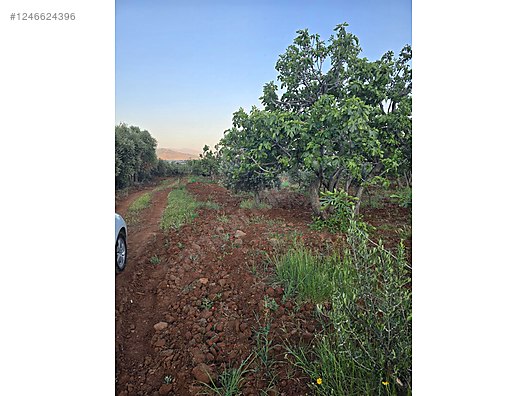 Hatay Hassa Aktepe küreci Mahallesi'nde satılık arsa bağ tek kapı - HATAY HASSA fotoğraf 5