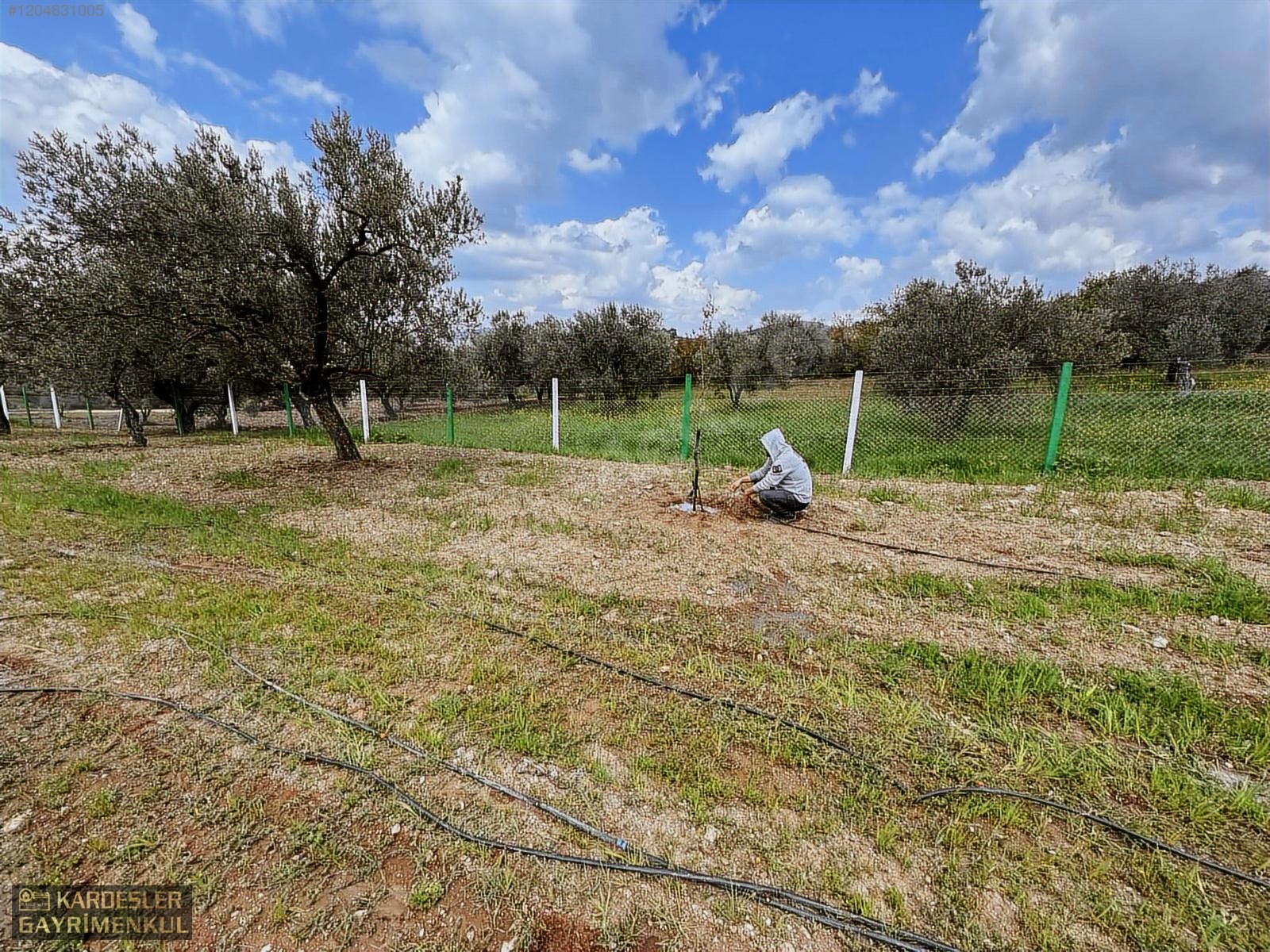 AKHİSAR YENİCEKÖYDE KARIŞIK ZEYTİN MEYVE BAHÇESİ SU ELEKTRİKLİ - MANİSA AKHİSAR fotoğraf 5