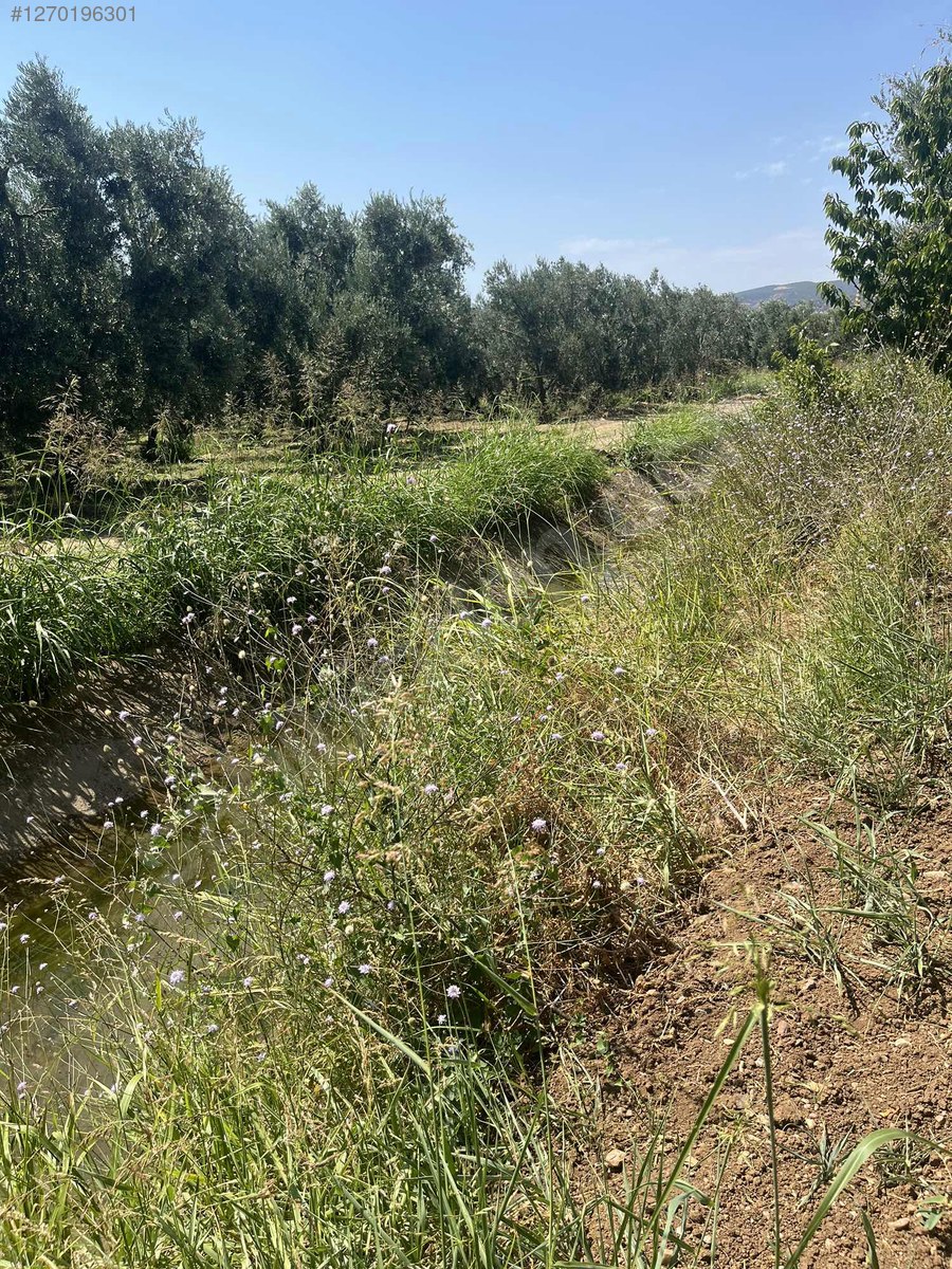 BURSA İZNİK ÖMERLİ  KÖYÜNDE 54 M² BAĞ  SATILIKTIR - BURSA İZNİK fotoğraf 15