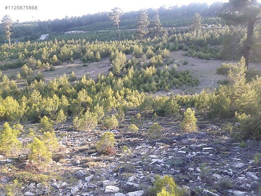 DENİZLİ ÇAMELİ KOLAK KÖYÜNDE  686 M²  ARSA SATILIKTIR - DENİZLİ ÇAMELİ fotoğraf 13