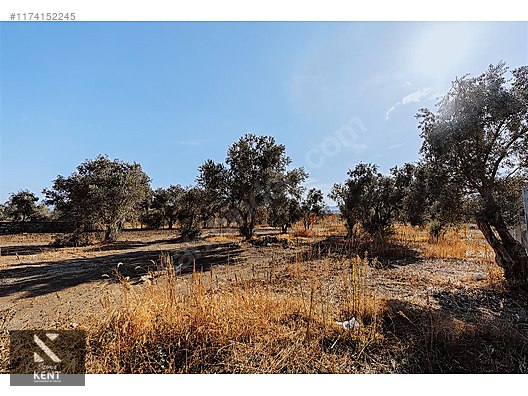 Kemalpaşa Sekiz Eylül Merkeze Yakın Satılık 3440 m2 Zeytinlik - İZMİR KEMALPAŞA fotoğraf 14