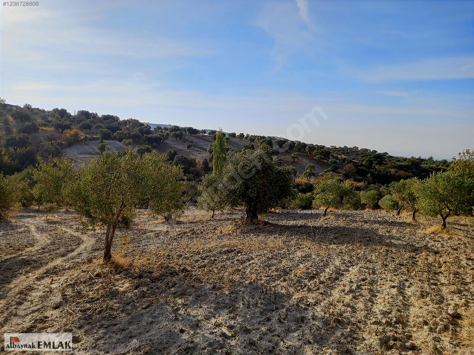 SARUHANLI HACIMUSA DA SATILIK 8.000 M2 ZEYTİNLİK 1.700.000 TL - MANİSA SARUHANLI fotoğraf 8