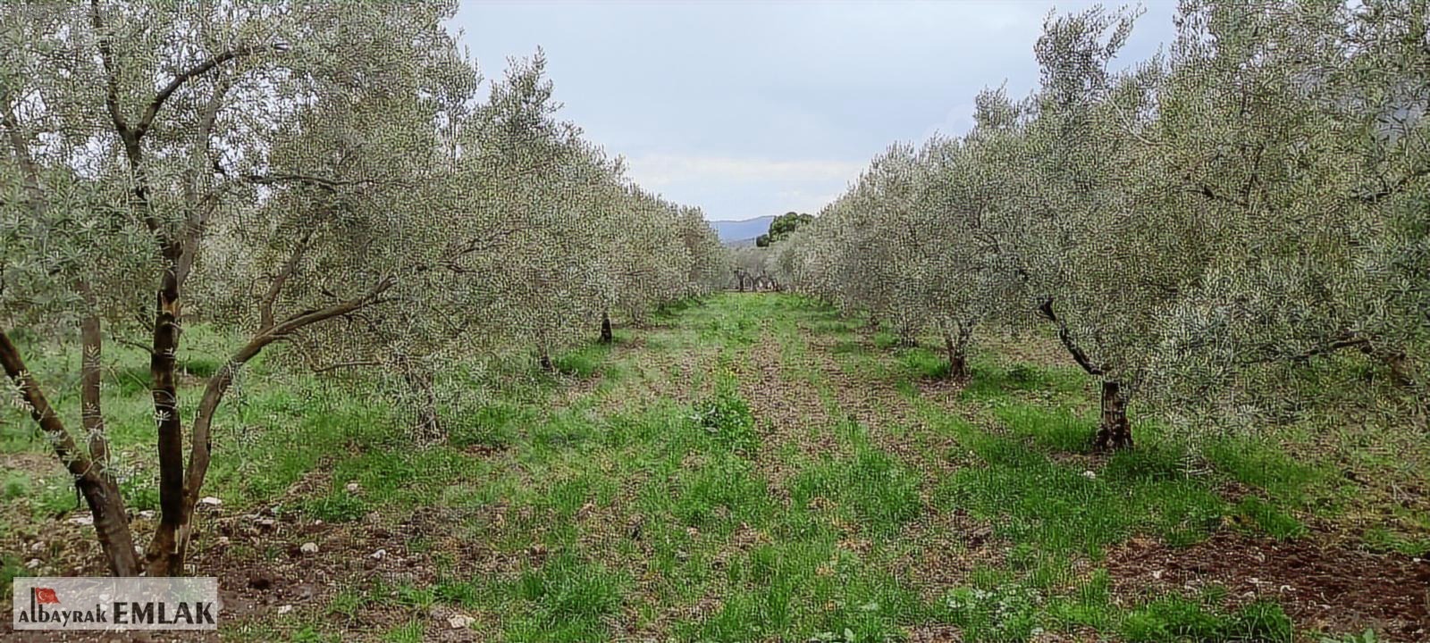AKHİSAR SAKARKAYA DA SATILIK 18.000 M2 ZEYTİNLİK 6.330.000 TL - MANİSA AKHİSAR fotoğraf 4