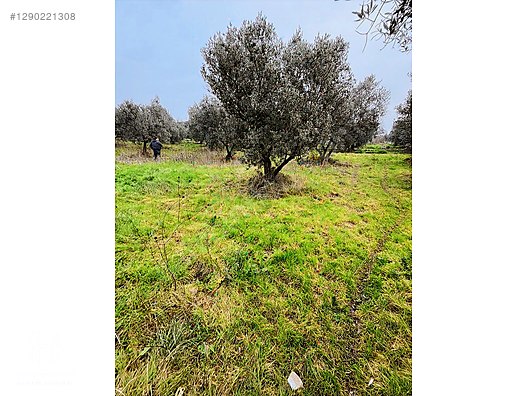 BÖLGE UZMANI HAS EMLAK DENİZ MANZARALI FIRSAT HOBİ BAHÇESİ - BURSA MUDANYA fotoğraf 45