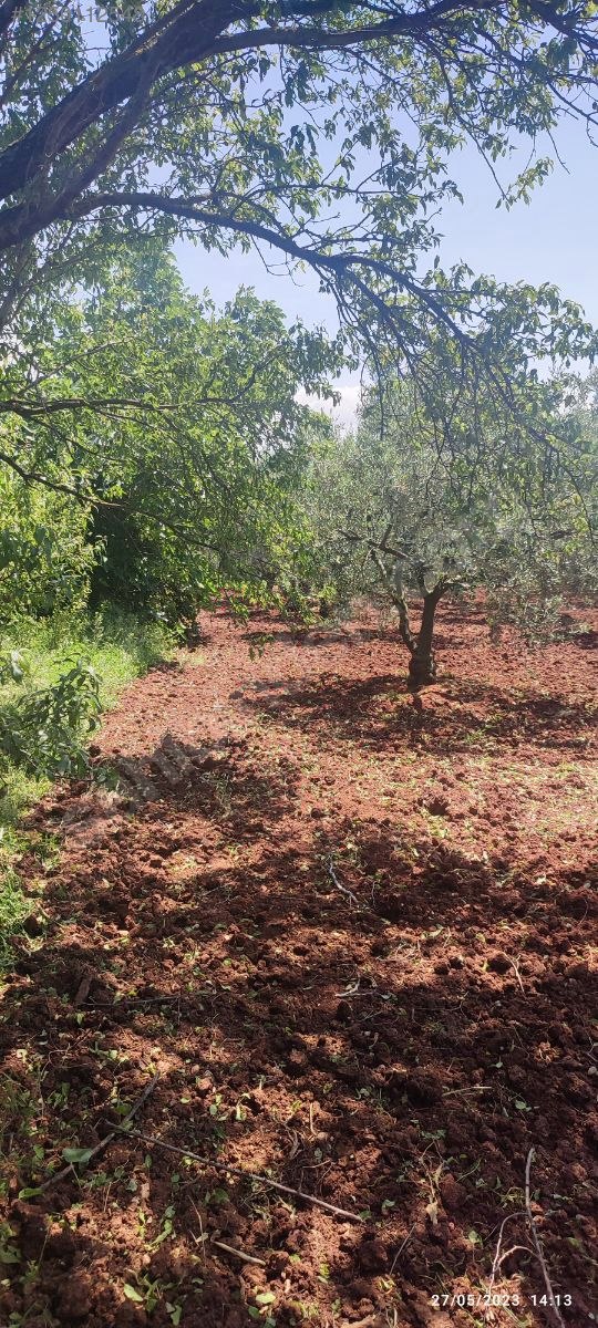 BURSA KARACABEY KARASU KÖYÜNDE 6.100  M² BAĞ SATILIKTIR - BURSA KARACABEY fotoğraf 4