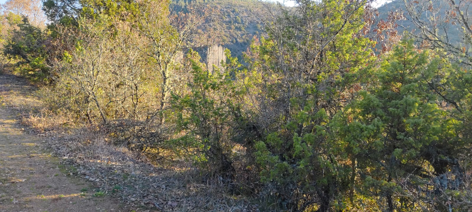 Orhaneli Çekide 1180 M2 bağ tapusu müstakil - BURSA BÜYÜKORHAN fotoğraf 9
