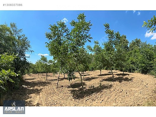 İNEGÖL ÇİTLİ'MAH 11,000m² SATILIK BAKIMLI CEVİZ BAHÇESİ - BURSA İNEGÖL fotoğraf 4