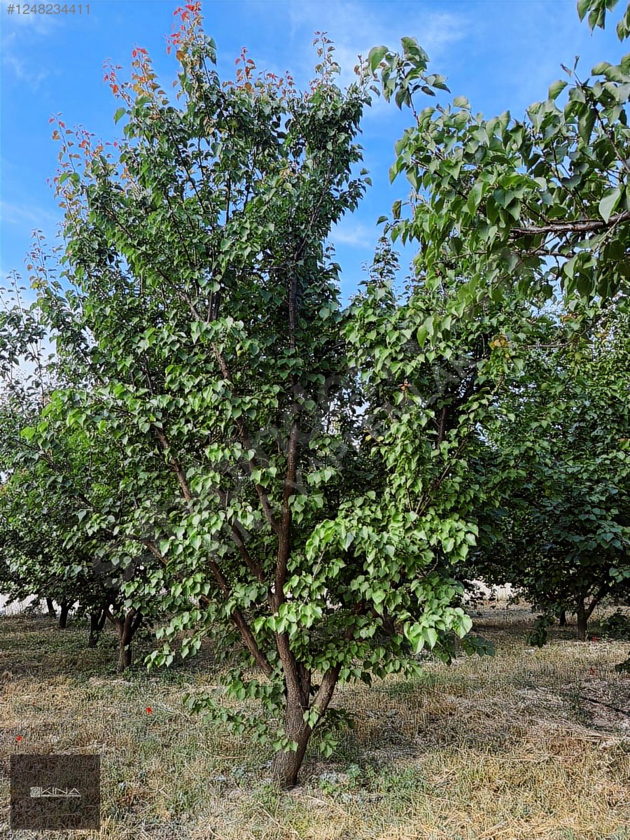 MUT - SİLİFKE KARAYOLUNA 250 M MESAFEDE SATILIK BAHÇE - MERSİN MUT fotoğraf 32