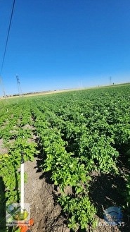 🚨 KÜTAHYA'DA ANAYOLA CEPHELİ 6.152 M² VERİMLİ TARLA 🚨 - KÜTAHYA MERKEZ fotoğraf 36