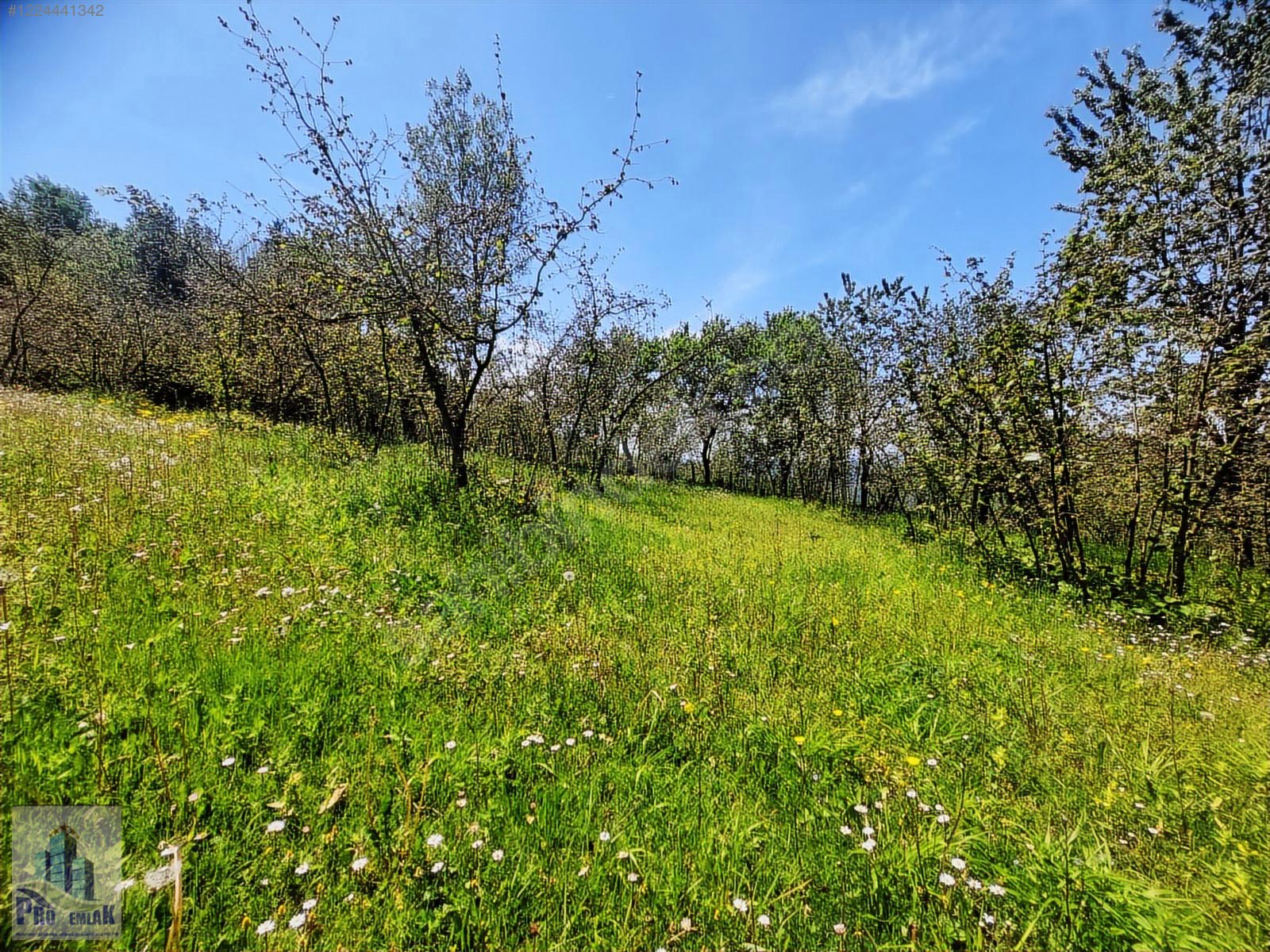 DÜZCE KAYNAŞLI BIÇKIYANI KONUT YAPILABİLİR 5009 M2 FINDIKLIK - DÜZCE KAYNAŞLI fotoğraf 10