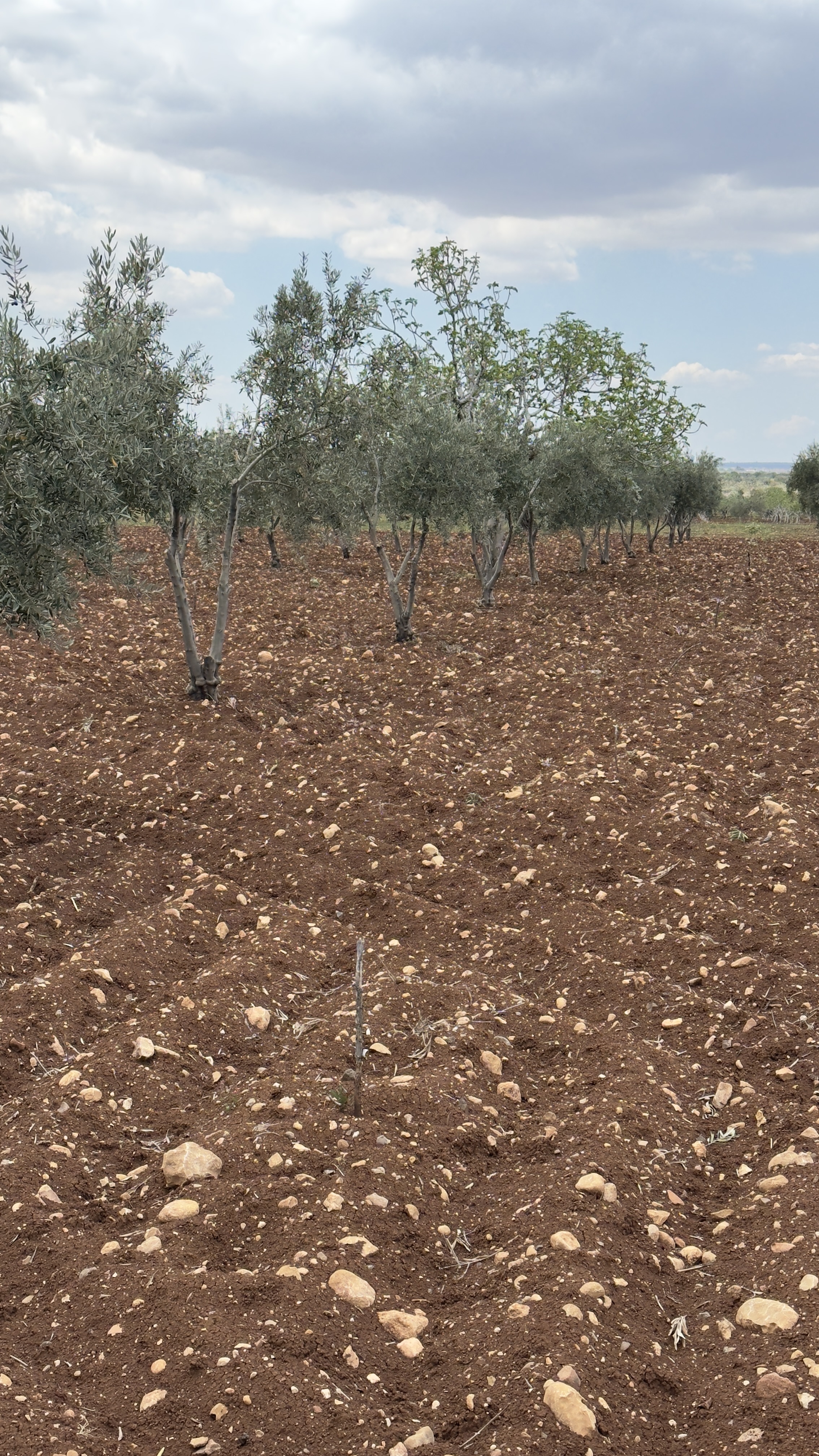 ÖZGÜRoğluEMLAK,tan SATILIK ZEYTİNLİK  - KİLİS MERKEZ fotoğraf 7