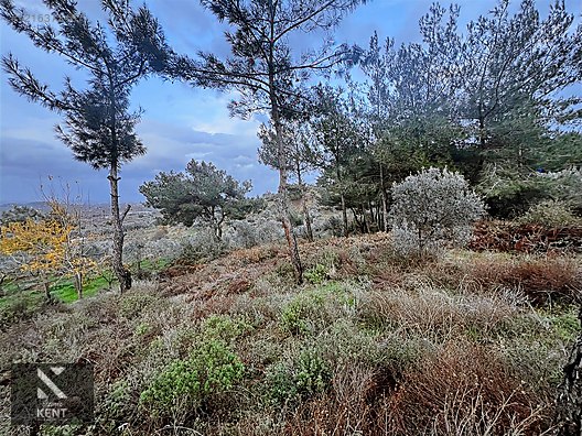 Kemalpaşa Armutlu Hürriyet Mah. Satılık 1.950 m2 Bahçe - İZMİR KEMALPAŞA fotoğraf 31
