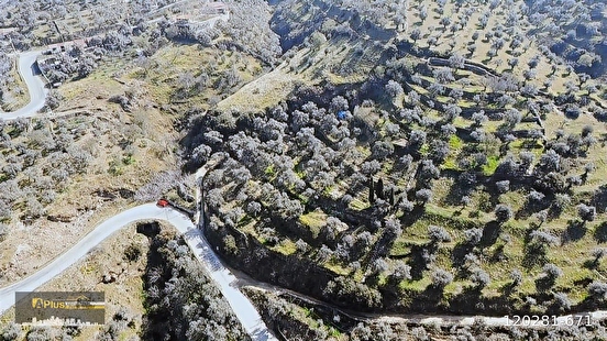 A PLUS GAYRİMENKULDEN YOLA CEPHELİ ELEKTRİK SU BULUNAN ZEYTİNLİK - İZMİR TİRE fotoğraf 6