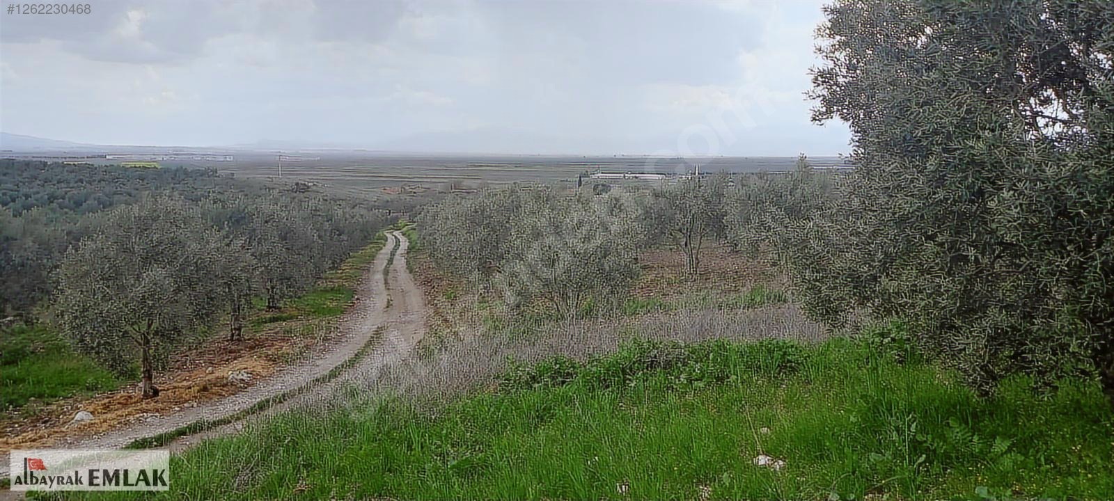 AKHİSAR RAHMİYE DE KÖYE YAKIN 3.DÖNÜM ZEYTİNLİK 1.500.000 TL - MANİSA AKHİSAR fotoğraf 17
